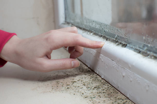 Best Residential Mold Inspection & Testing  in South Monroe, MI